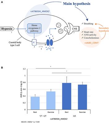 The HMOX2 polymorphism contributes to the carotid body chemoreflex in European sea-level residents by regulating hypoxic ventilatory responses